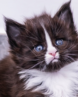 Cuccioli di Maine Coon