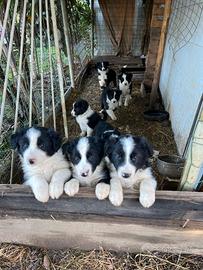 Cuccioli border collie