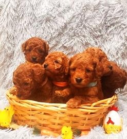 Cucciolotti di barboncini toy maschi e femmine