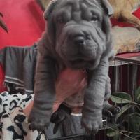 Cucciola shar pei blu