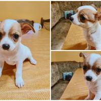 Cucciolo di chihuahua