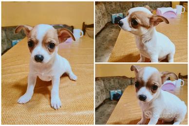 Cucciolo di chihuahua