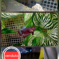 (Pesce combattente) Betta plakat