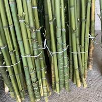 180 canne di bambù