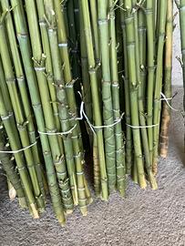 180 canne di bambù