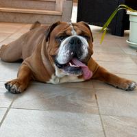 Bulldog inglese per monta