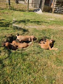 Cuccioli di segugio italiano