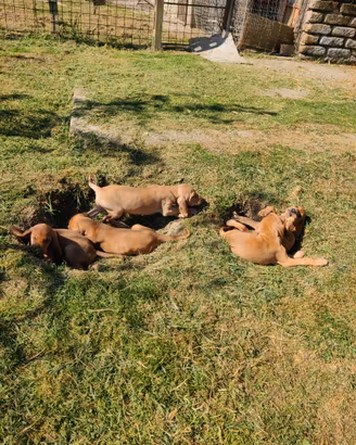 Cuccioli di segugio italiano