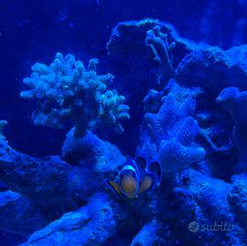 Pesce pagliaccio acquario marino tropicale