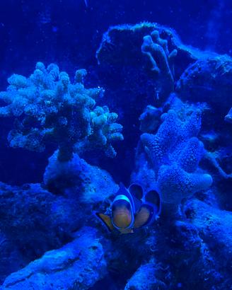 Pesce pagliaccio acquario marino tropicale