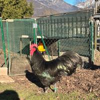 Gallo australorp nero