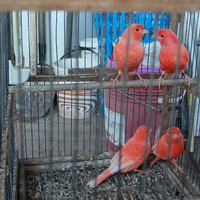Canarini di colore