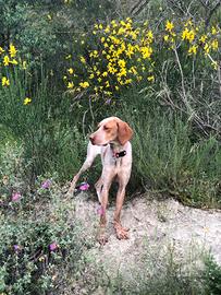 Bracco femmina