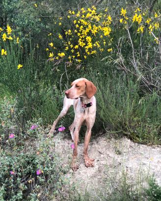 Bracco femmina
