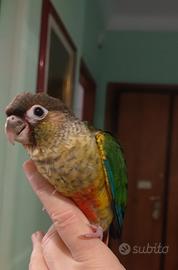 Pullo pyrrhura molinae maschio