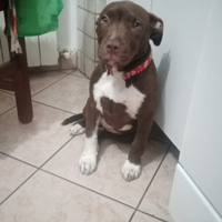 Cucciola Pitbull