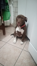 Cucciola Pitbull