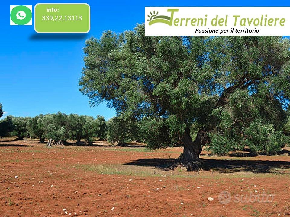 Uliveto con Seminativo 12.000 mq San Severo - Vista 2
