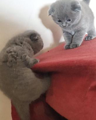 Cuccioli di gattini scottish straight e fold