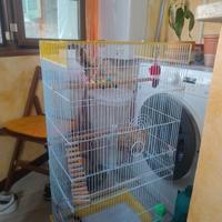 Petauro dello zucchero femmina