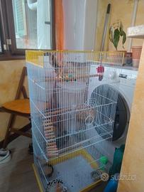 Petauro dello zucchero femmina