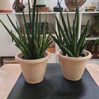 2 pianta vera, Sansevieria  in vaso