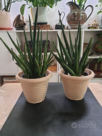 2 pianta vera, Sansevieria  in vaso