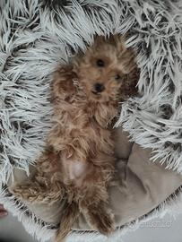 Cucciolo Barboncino toy