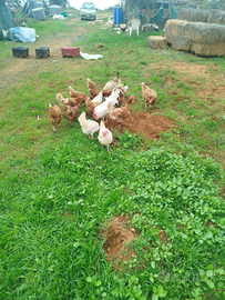 Galline ovaiole bianche e rosse 11 mesi