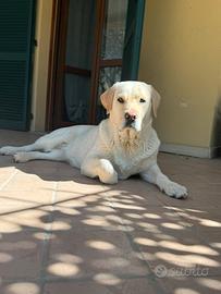 Labrador femmina per monta