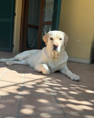 Labrador femmina per monta