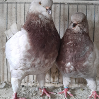 Coppia colombi giganti King