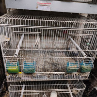 Coppia inseparabili con gabbia e nido