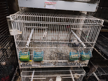 Coppia inseparabili con gabbia e nido