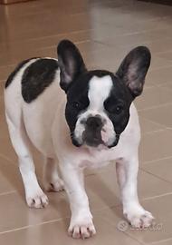 Bulldog Francese