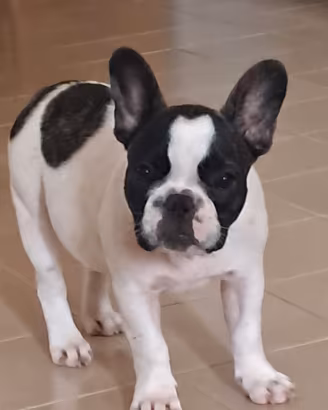 Bulldog Francese