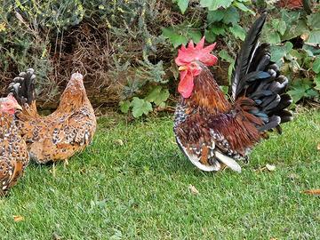 Chabo o Nagasaki gallina ornamentale