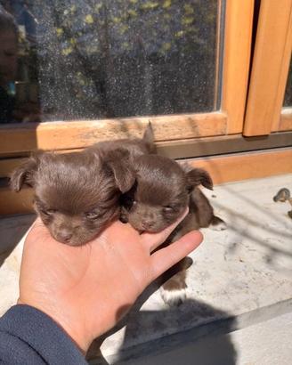 Chihuahua femminucce