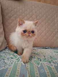 Cucciolo Exotic Shorthair