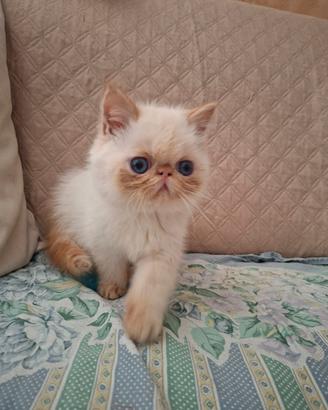 Cucciolo Exotic Shorthair