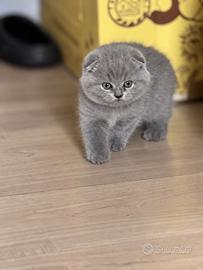 Scottish Fold