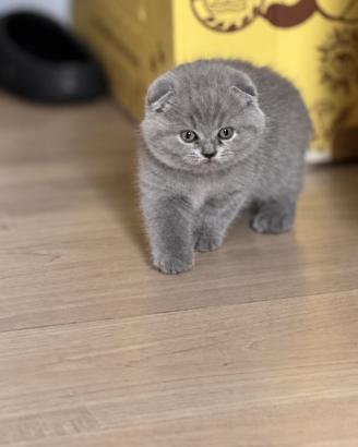 Scottish Fold