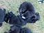 Immagine 4