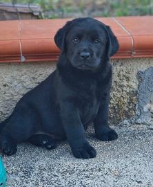 Labrador