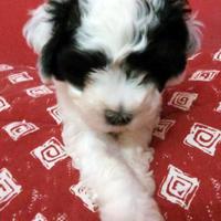 Cuccioli maltipoo