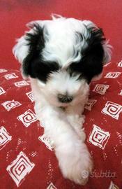 Cuccioli maltipoo