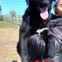 Brinetta in adozione