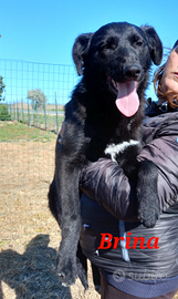 Brinetta in adozione