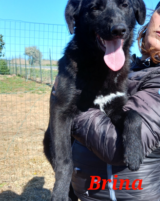 Brinetta in adozione