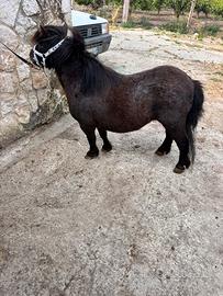 Mini pony